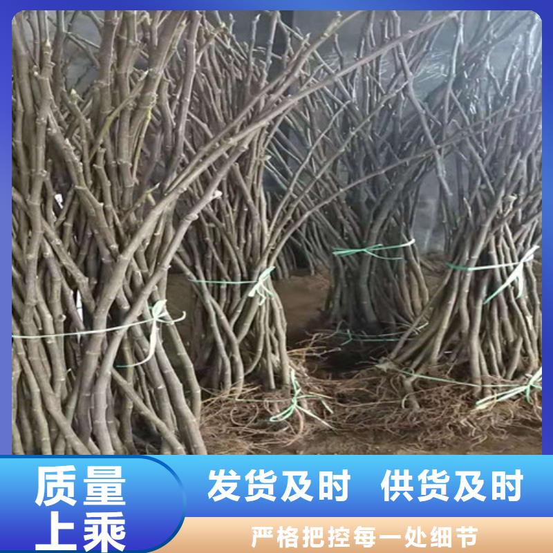 日本紫果无花果苗价格低