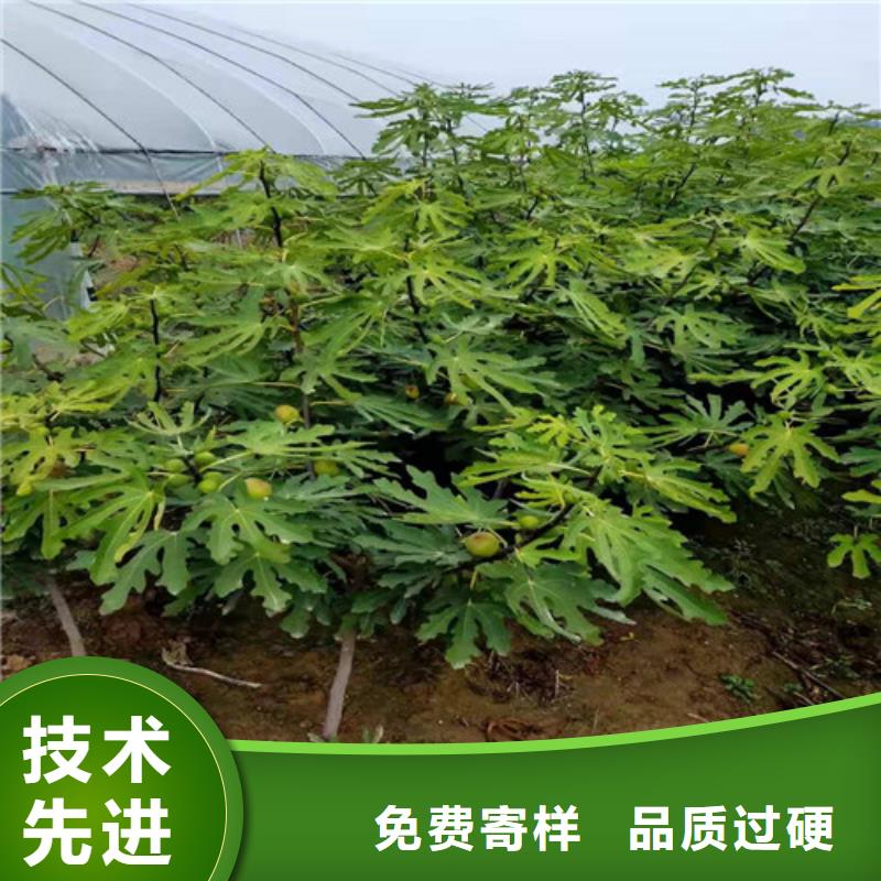 布兰瑞克无花果苗老客户钟爱