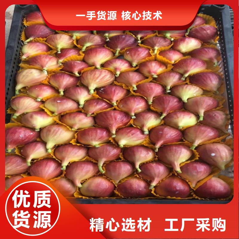 波姬红无花果树质优价廉本地经销商