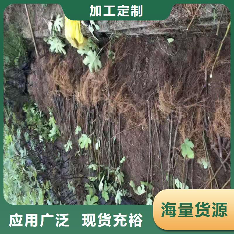 美利亚无花果树苗48小时发货