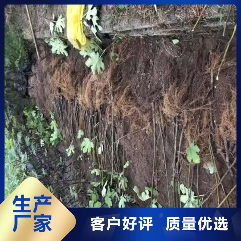 玛斯义陶芬无花果苗亩产多少优势