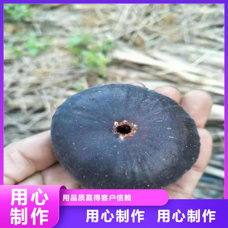 玛斯义陶芬无花果苗一亩地利润同城生产商