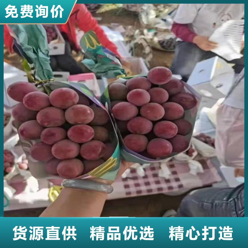 甜蜜蓝宝石葡萄苗精心