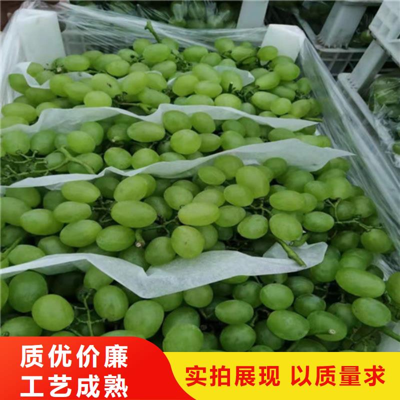 中国红玫瑰葡萄苗多年实力厂家
