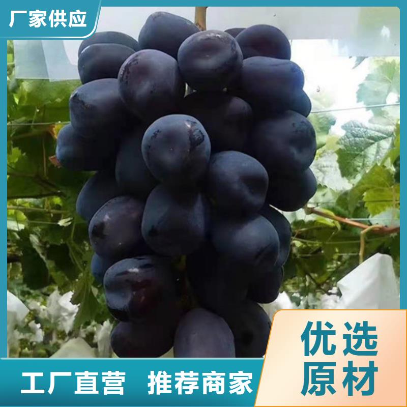 黑提葡萄树苗基地货源充足