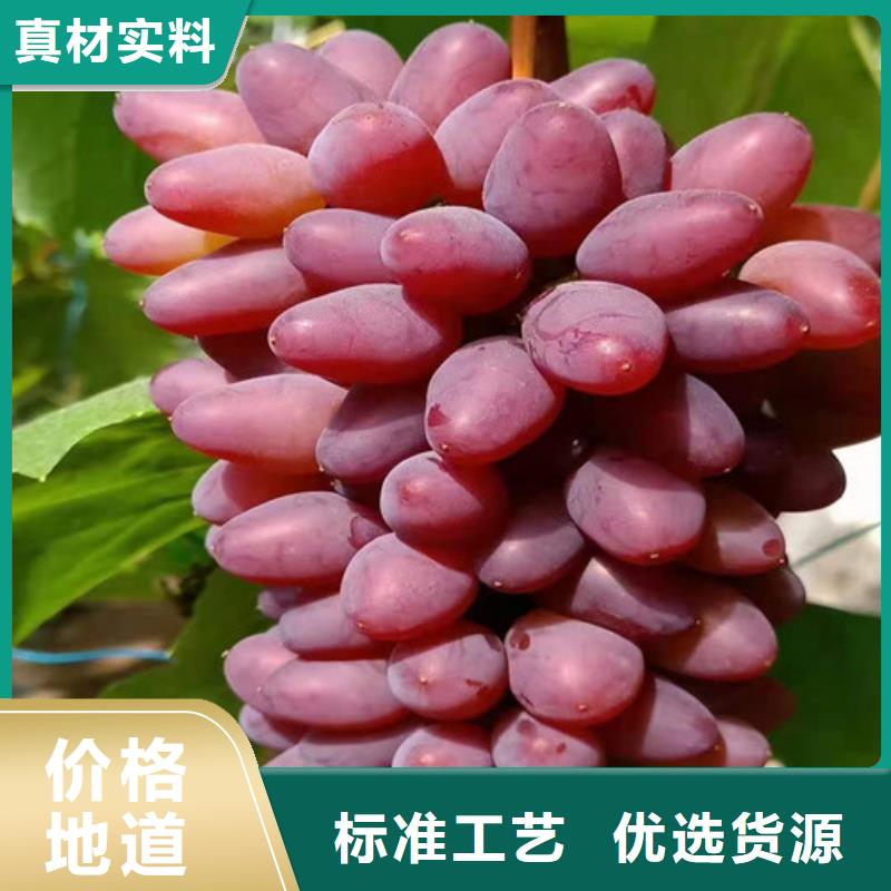 自治区密光葡萄苗当地供应商