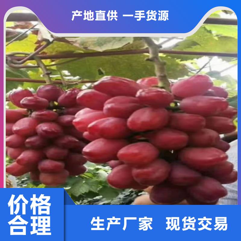 黄金密葡萄苗当地经销商