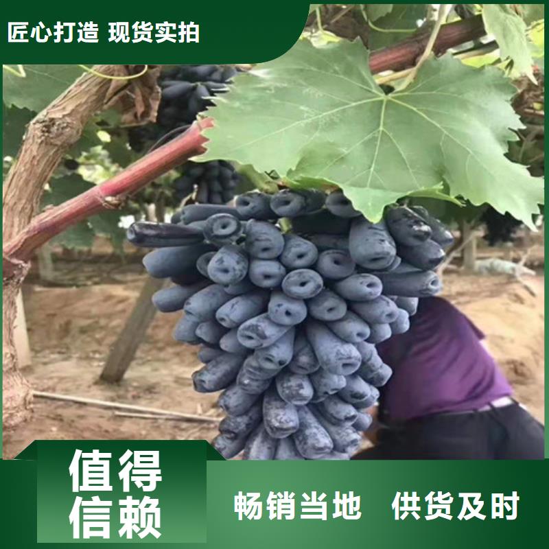 早甜66葡萄苗厂家采购