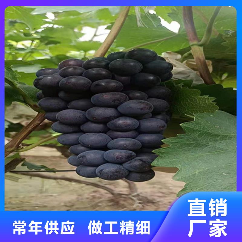 自治区夏黑无核葡萄苗精工打造