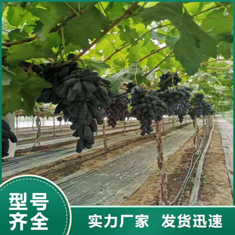 葡萄苗苗圃基地当地供应商