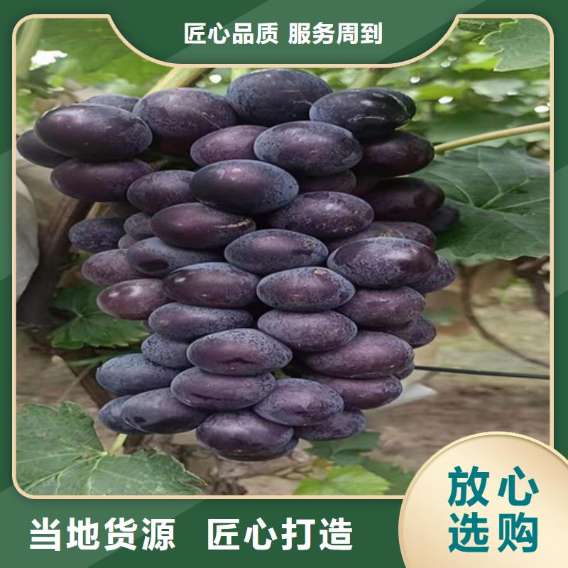 早生内玛斯葡萄苗当地供应商