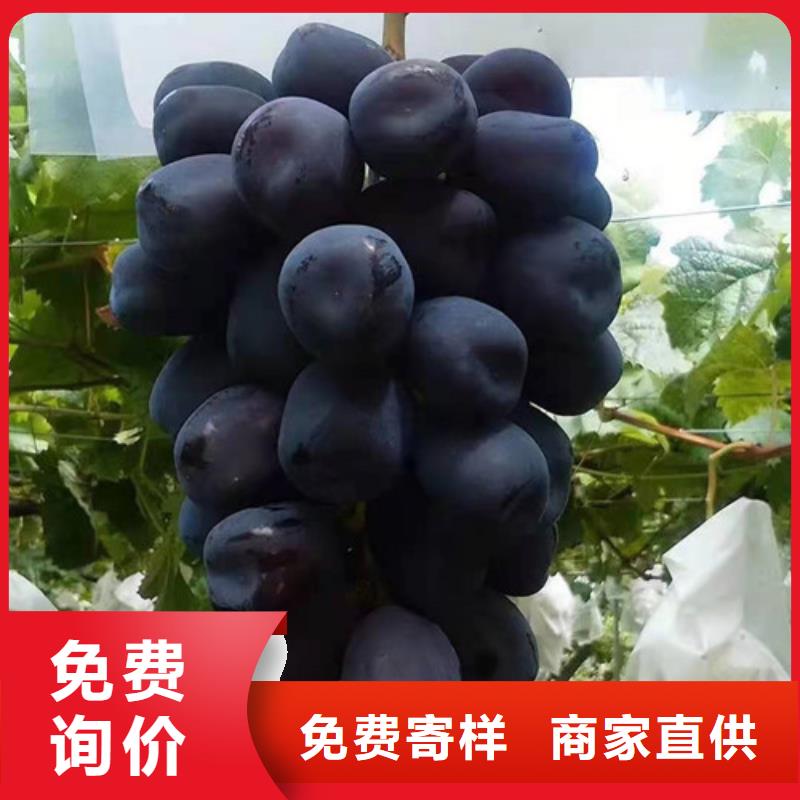 金手指葡萄苗现货满足大量采购