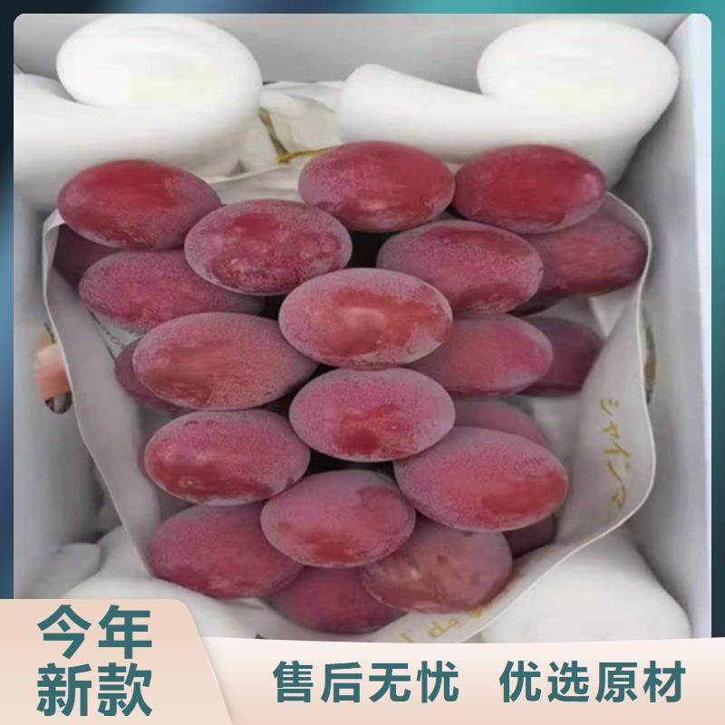 夏黑无核葡萄苗精工细作品质优良