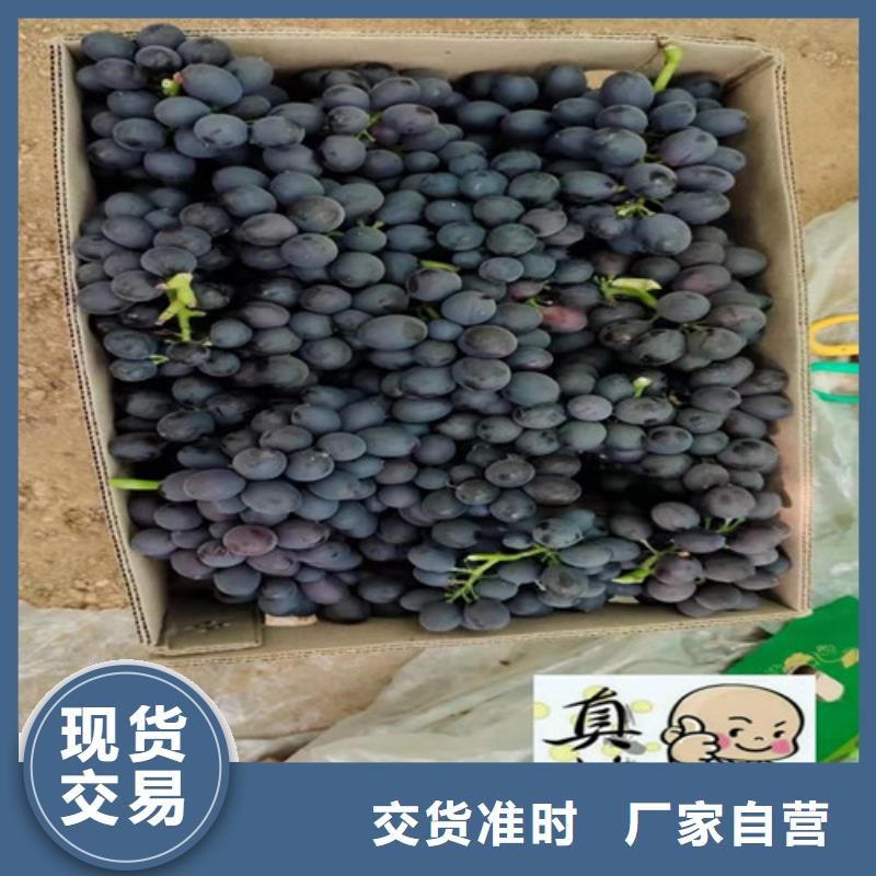 红指葡萄苗甄选好厂家