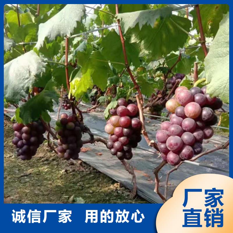 金手指葡萄苗现货交易