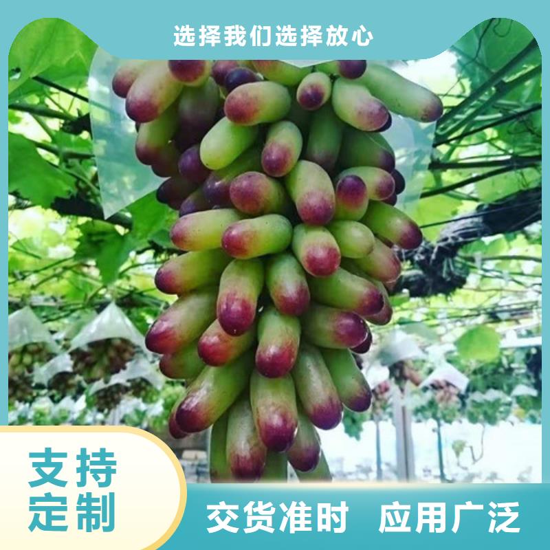 万宁市魏可葡萄苗当地供应商