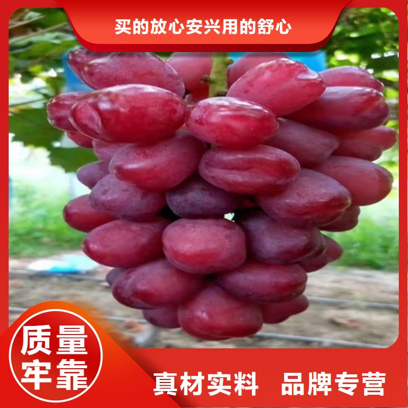 香蕉王葡萄苗货真价实