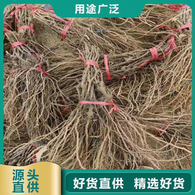 巨峰葡萄苗真材实料诚信经营