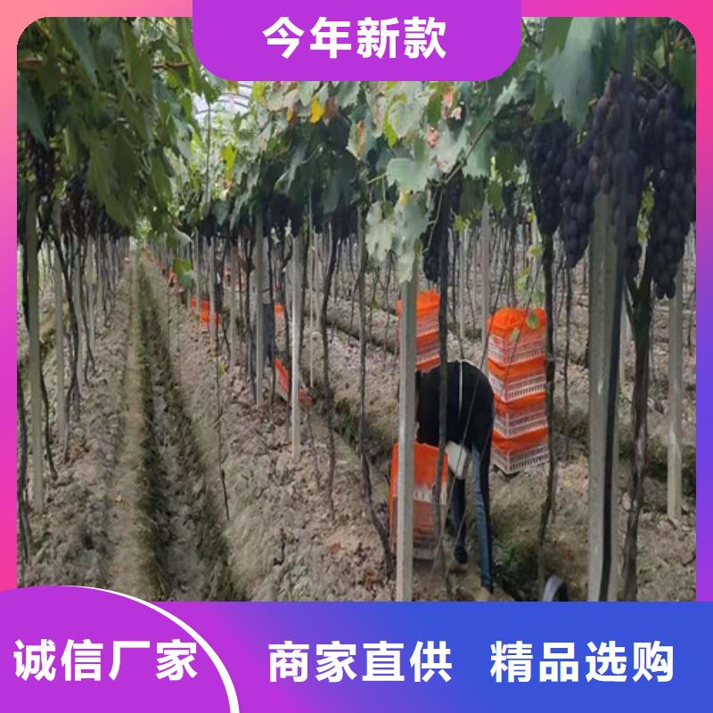 弗蕾葡萄树苗层层质检