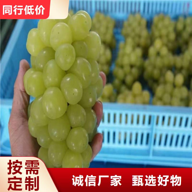 黑皇葡萄苗客户满意度高