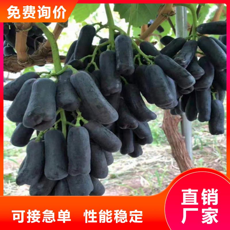 美人指葡萄苗同城公司