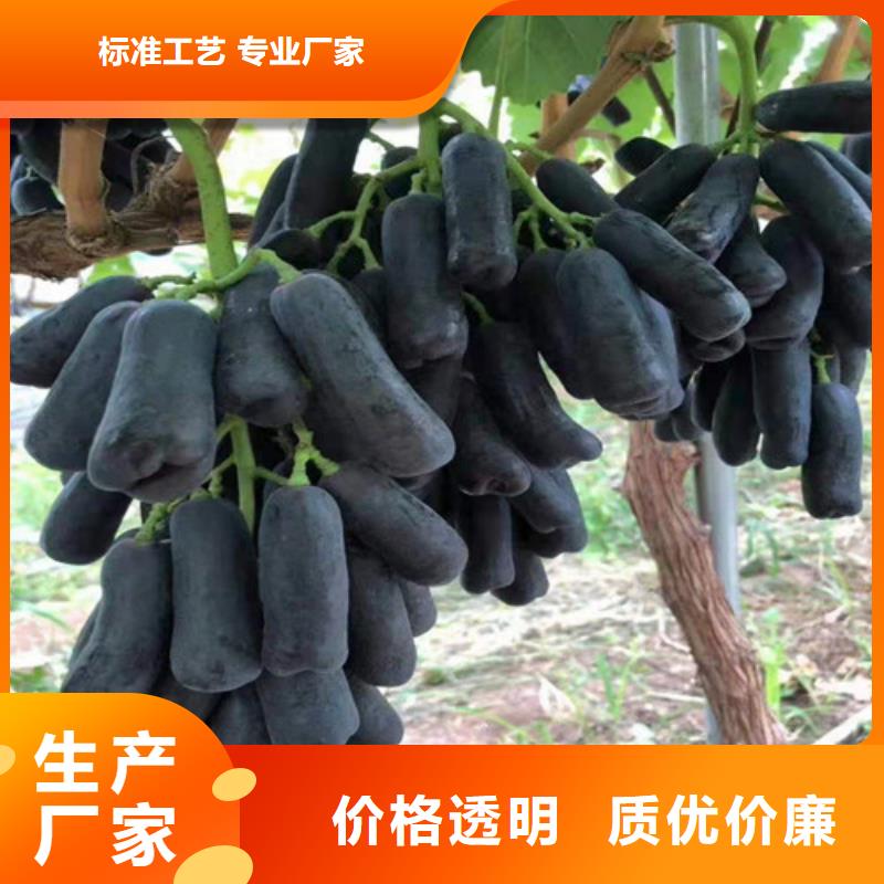 黄金密葡萄树苗实拍品质保障
