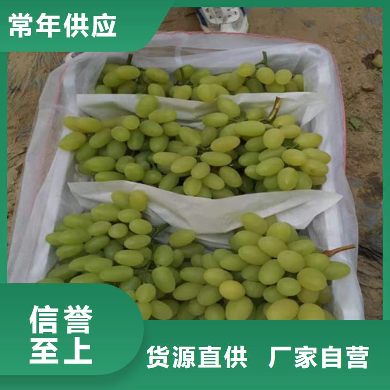 西拉葡萄树多少钱一株买的放心