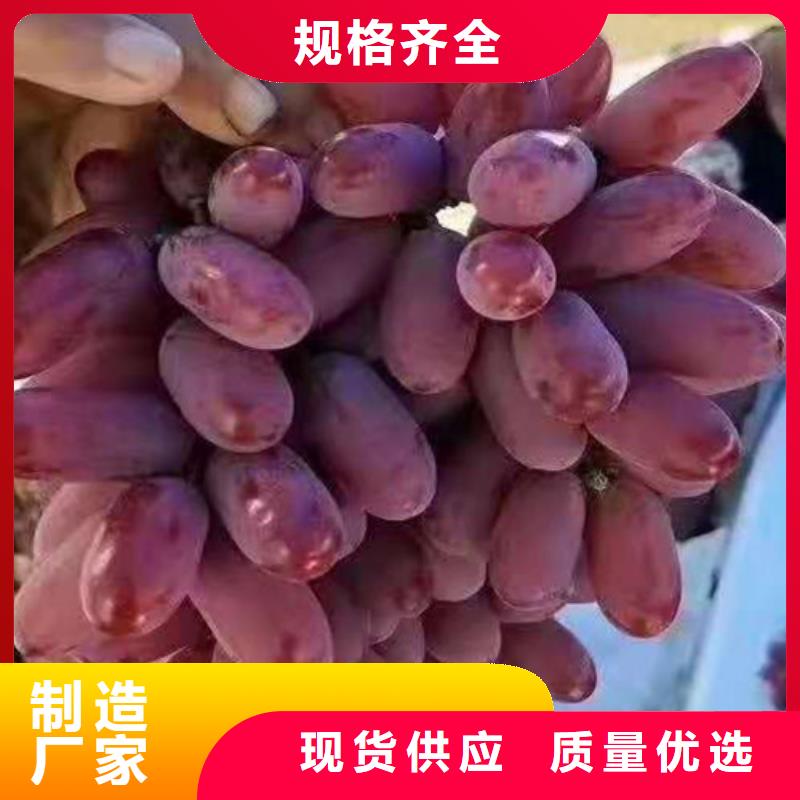 妮娜皇后葡萄苗用品质赢得客户信赖