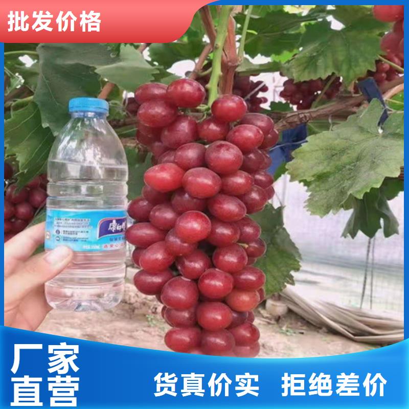 西拉葡萄苗现货