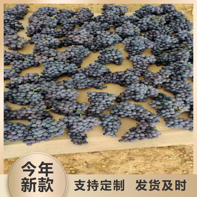 夏黑无核葡萄树苗设备齐全支持定制