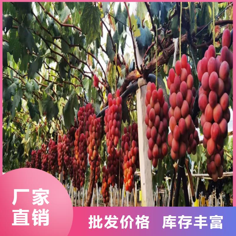 紫甜无核葡萄苗多种优势放心选择