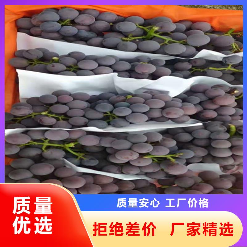 巨盛一号葡萄苗商家同城厂家