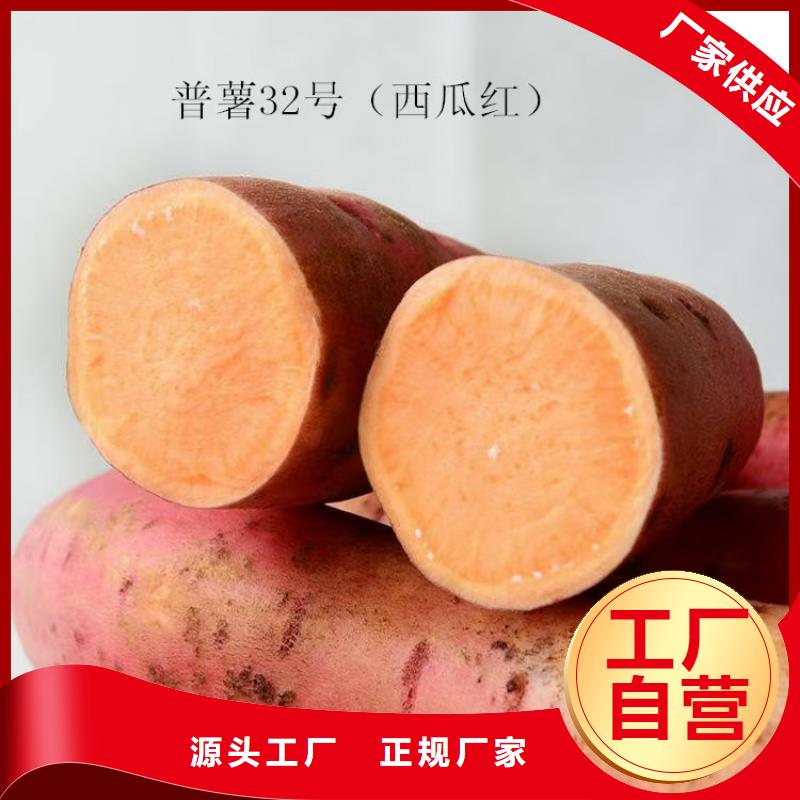 红薯苗（西瓜红）能吃吗一站式采购