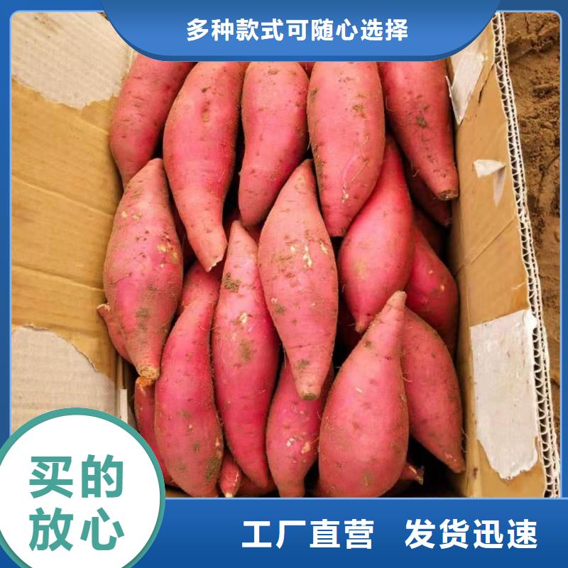 红薯苗（西瓜红）哪里有卖的追求细节品质
