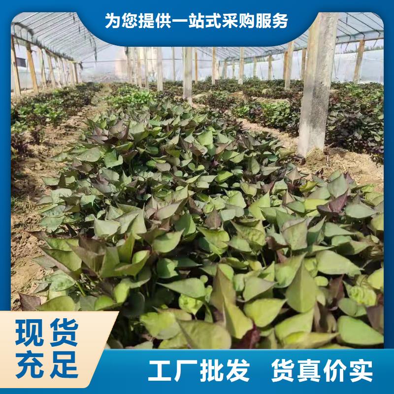 脱毒紫薯苗种植厂家当地制造商