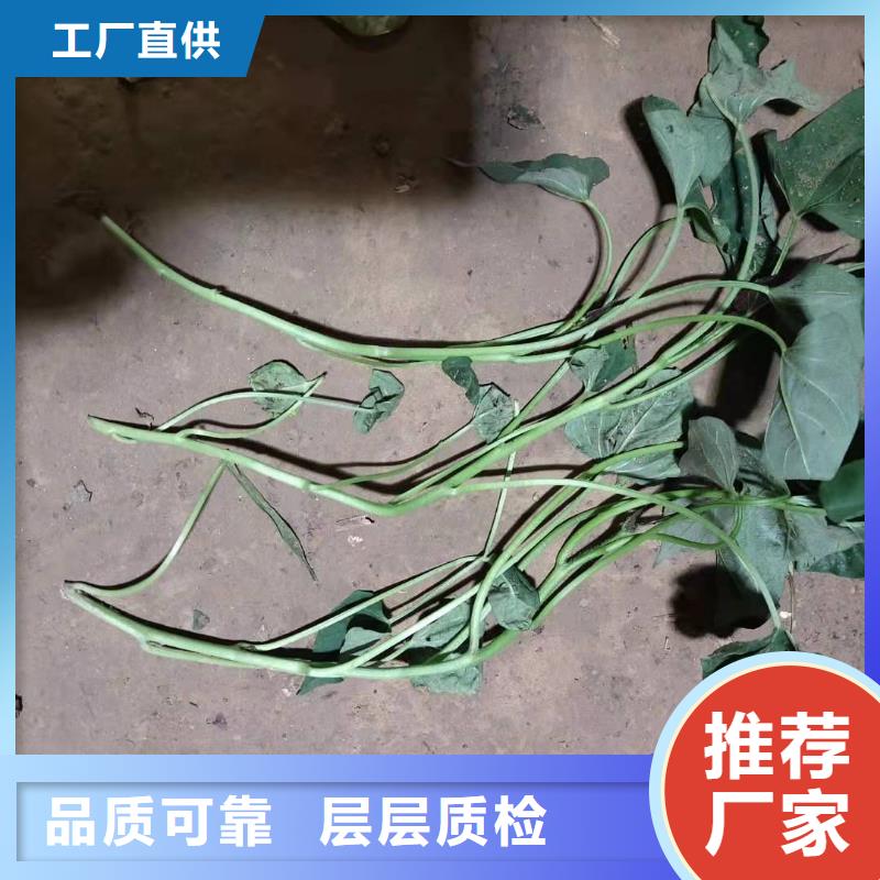 红薯苗（西瓜红）批发应用领域