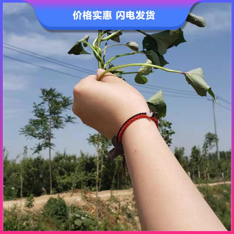 红薯苗（西瓜红）保回收同城服务商