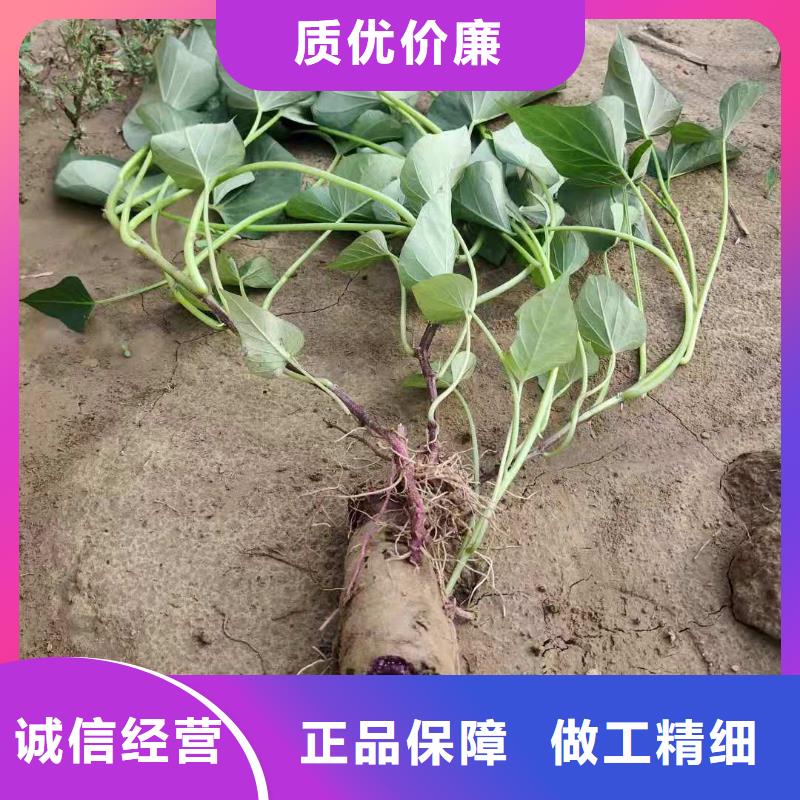 紫薯种苗批发用心做好每一件产品