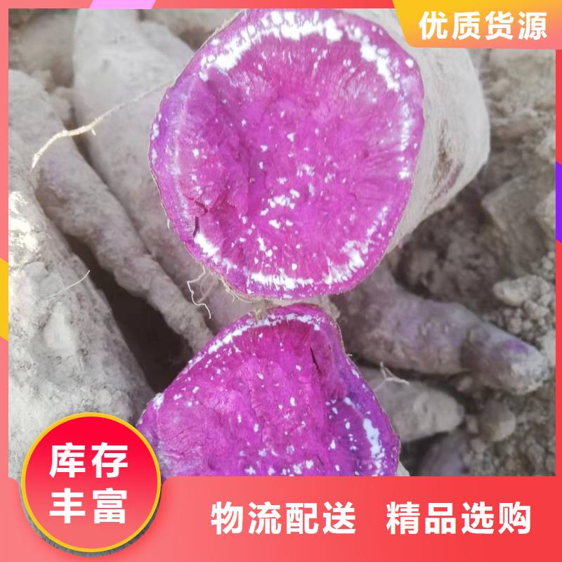 紫薯种子怎么培育当地货源