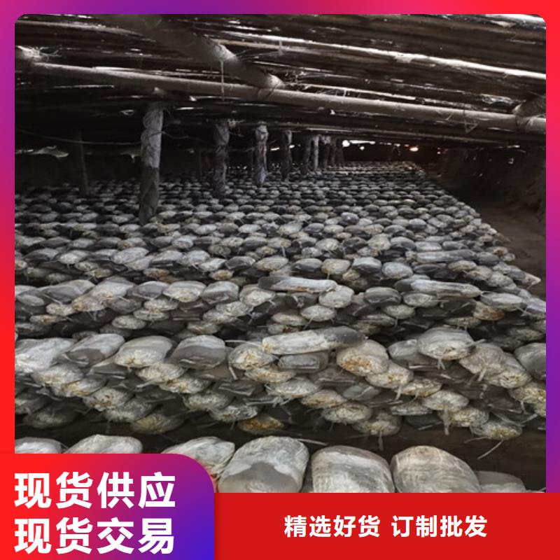 附近灵芝厂家诚信经营