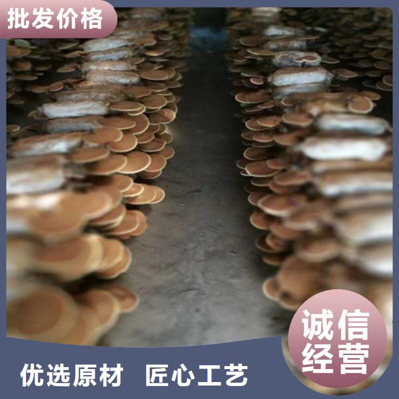 灵芝盆栽_价格实在分类和特点
