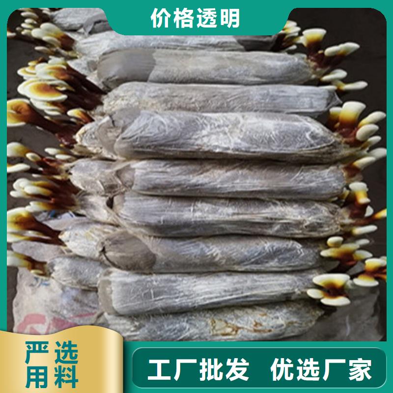 灵芝孢子-货到付款本地厂家