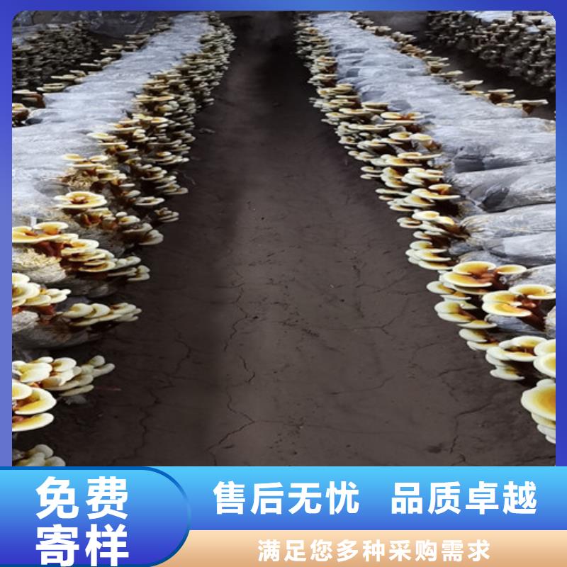 灵芝白头公司用心细节