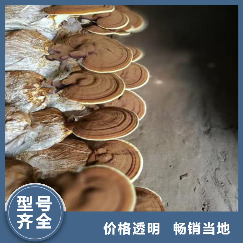
孢子灵芝、
孢子灵芝生产厂家-认准云海灵芝种植专业合作社交货准时
