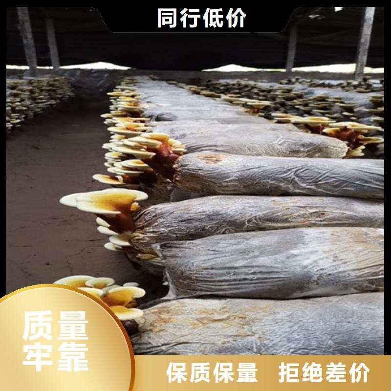 灵芝孢子粉品牌供应商检验发货