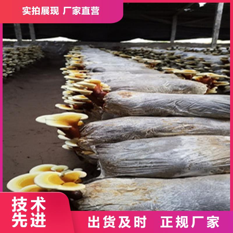 买灵芝超微粉-现货充足有保障质量看得见