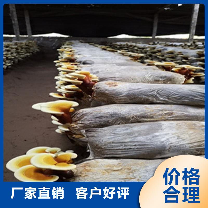 
灵芝超细粉企业厂家实力雄厚