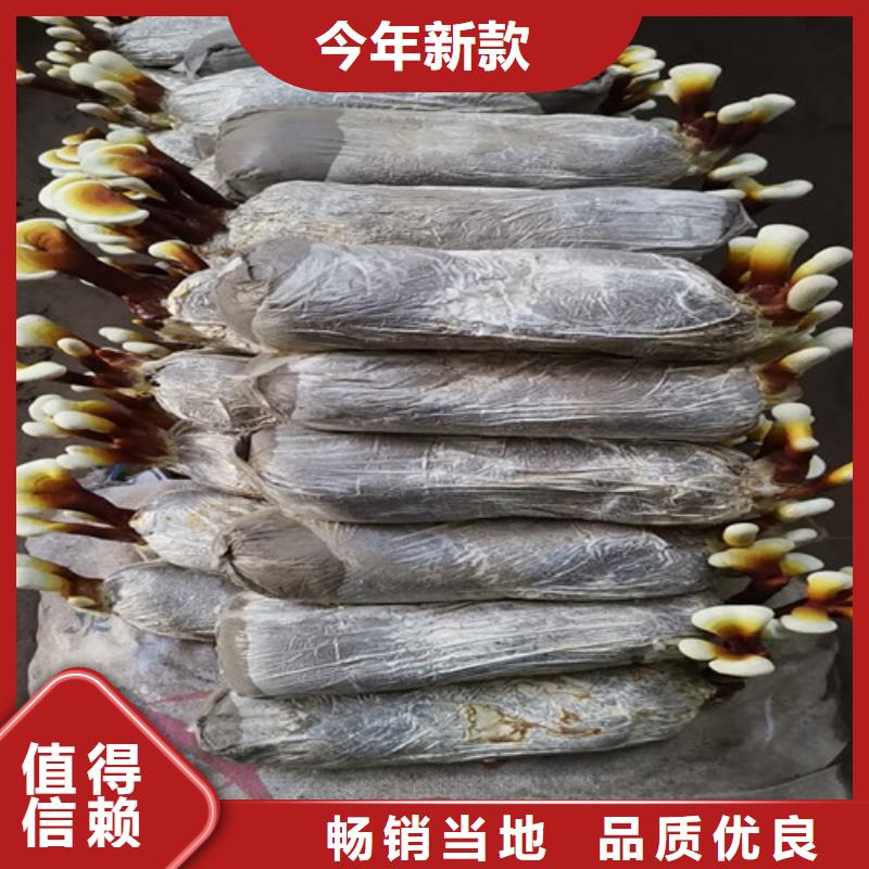 天然灵芝支持非标定制今日新品