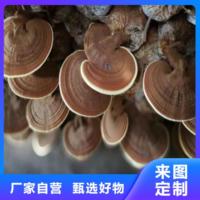价格合理的
灵芝超细粉公司保障