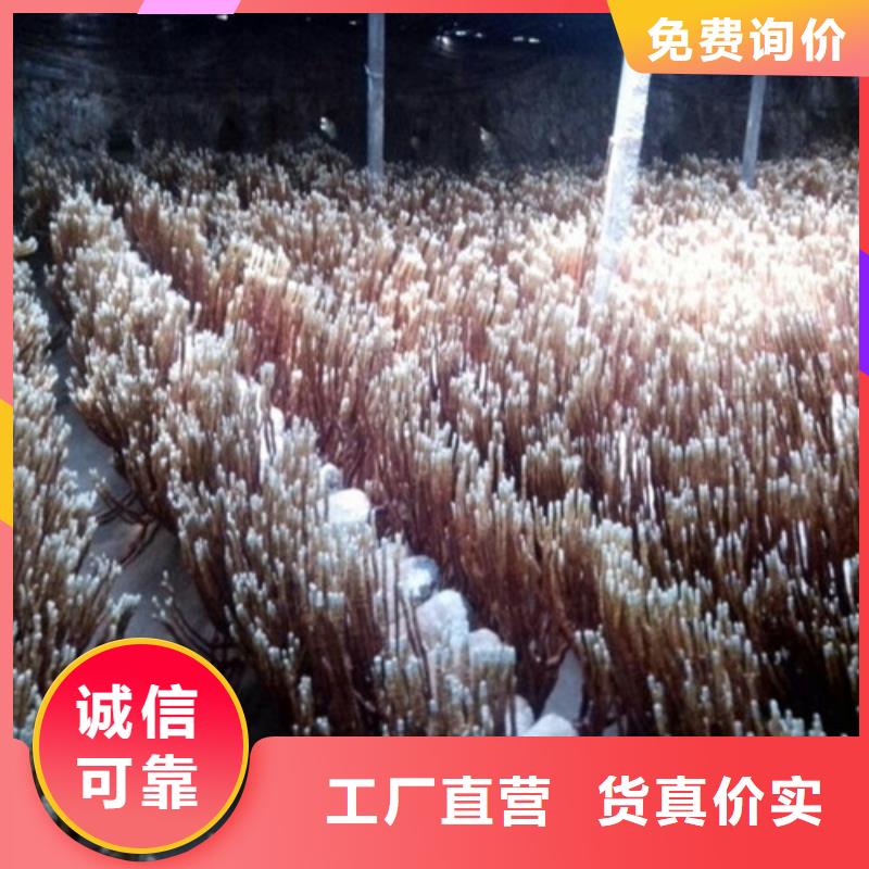破壁灵芝孢子粉供货速度快极速发货